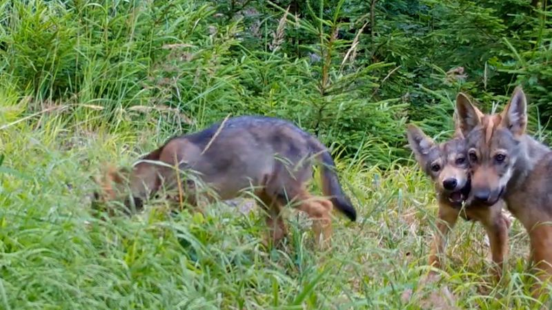 Úředníci zamítli zabíjení vlků na Frýdecko-Místecku